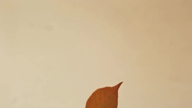 Single leaf slowly falling vertically with minimal background