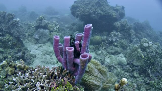 Purple tube sponge colony, Callyspongia fallax or related species, growing on a tropical coral reef. These filter-feeding sponges pump seawater through their porous tubular structure.