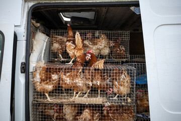 Numerous brown chickens are confined within multiple wire cages, which are stacked and transported...