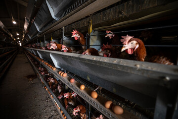 Numerous brown laying hens are housed in tiered cages within a large-scale commercial poultry facility, with freshly laid eggs visible on collection systems below the cages © Sodel Vladyslav