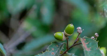 Close up of beautiful green acorns on oak tree branches in forest under autumn natural sunlight with copy space © Kazutaka