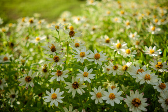 Beautiful zinnia flower field with white and yellow blossoms blooming in lush green meadow under bright summer sunlight