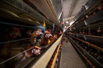 Numerous brown chickens are confined in multi-tiered cages within a large-scale indoor poultry facility, with rows of fresh eggs visible on collection trays below the hens in an agricultural setting © Sodel Vladyslav