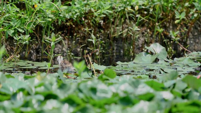Baby pheasant-tailed jacana walking on water and fell in 60 FPS