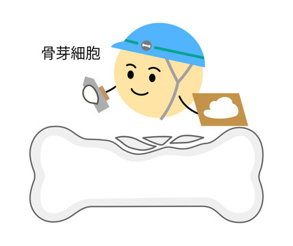 骨芽細胞の働きを表すイラスト