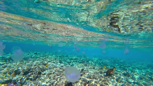 coral reef, fish and jellyfish