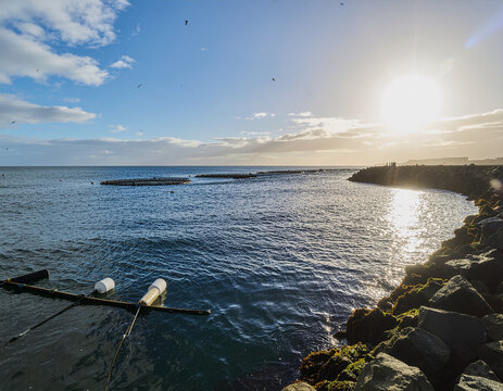 floating wave energy devices operating in the ocean as part of a sustainable marine power system.