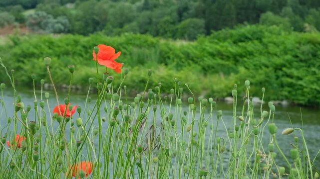 Beautiful wild poppies field with closed buds and green seed heads in summer