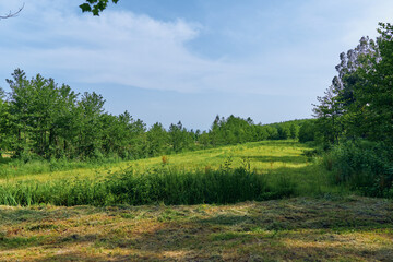 Obraz premium Meadow grass field trees sky landscape nature summer scene with sunlit rolling clearing, wildflowers and distant tree line under soft blue sky for outdoor relaxation and photography.