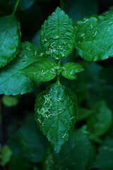 Refreshing mint leaves and  petals  © zoo
