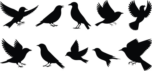 Obraz premium Vector illustration set of black bird silhouettes in different flying and standing poses isolated on a clean white background.