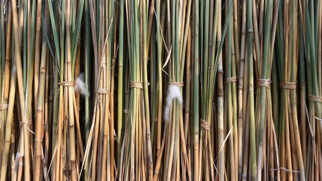 Stacked river-reed wall background with descending shadow line across vertical tied bundles