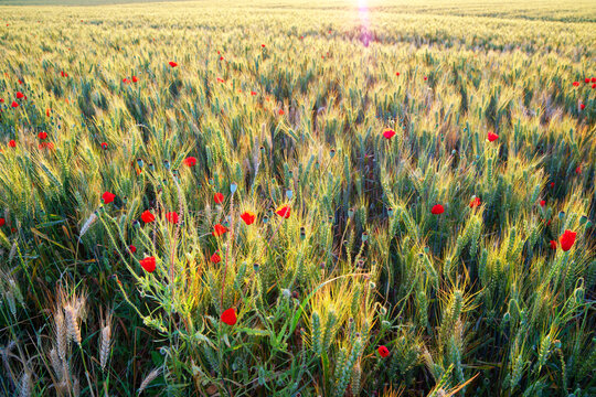 Wheat field and poppies in the Essonne valley. &Icirc;le-de-France region	 