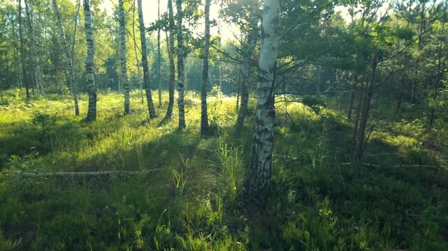 morning in the forest