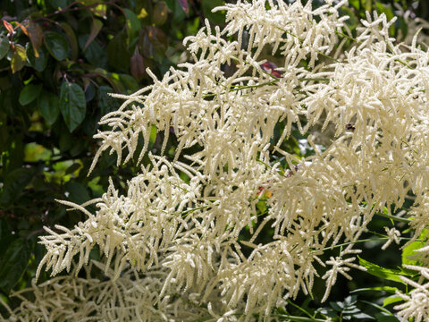 Bumblebee collects nectar on aruncus dioica flowers. Aruncus dioica is a species of perennial herbaceous dioecious plants of the genus Aruncus of the Rosaceae family