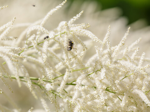 Bumblebee collects nectar on aruncus dioica flowers. Aruncus dioica is a species of perennial herbaceous dioecious plants of the genus Aruncus of the Rosaceae family