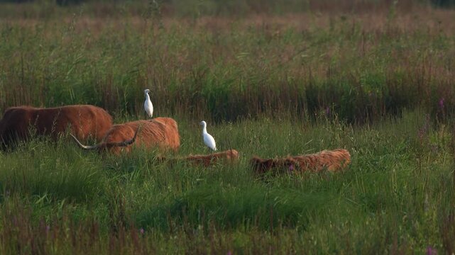 Two An adult cattle egrets (Bubulcus ibis) standing on the back of grazing Highland Cows