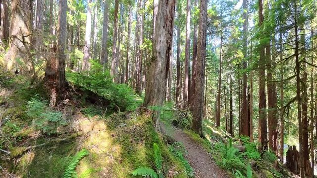 Man Backpacks into the Sol Duc Rainforest in Olympic National Park