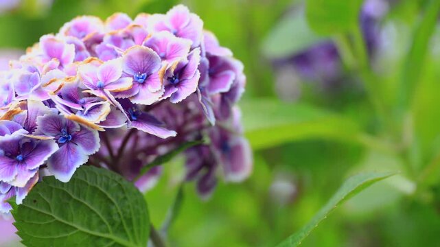 Hydrangea Blooming &ndash; Smooth Zoom Out Motion in 4K (No Audio)