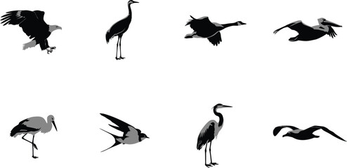 Fototapeta premium Silhouettes of diverse birds flying and standing including eagle, crane, stork, pelican, swallow, goose, duck in natural poses