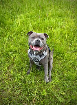 beau Staffy assis dans l'herbe fraiche