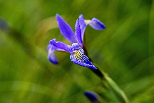 blue iris flower