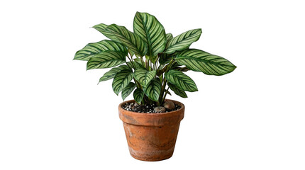 Fototapeta premium Calathea Pinstripe plant in terracotta pot with vibrant green striped leaves during studio lighting Isolated on transparent background