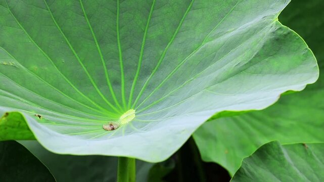 睡蓮の葉の上で転がる雫の埼玉県浦和暮らしの博物館