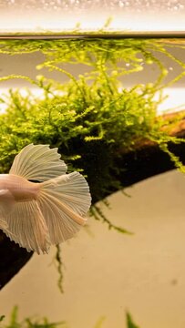 Vertical video: Displaying tail, pale betta fish rotating and gliding in planted tank, near moss