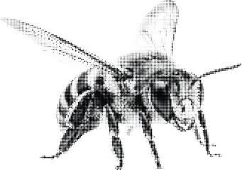 Dotted bee insect detailed illustration on transparent background abstract art halftone dot pattern close up view of winged creature. © Ontora