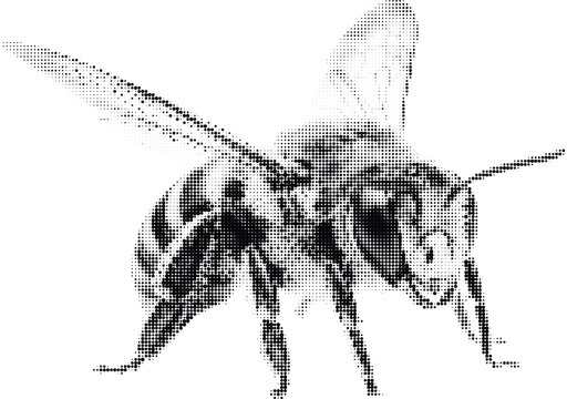Dotted bee insect detailed illustration on transparent background abstract art halftone dot pattern close up view of winged creature.