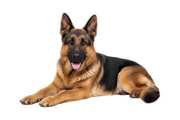 Adult German Shepherd dog lying on a white background, facing the camera with an alert and friendly expression. Full body portrait featuring upright ears, detailed black and tan coat, intelligent eyes © MJ iceberg