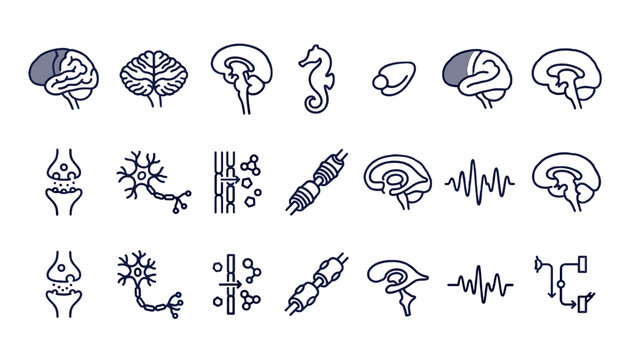 Neurological anatomy and brain region education symbols in monoline style for medical education apps, neurology learning platforms, anatomy dashboards, and medical school and health technology UI desi
