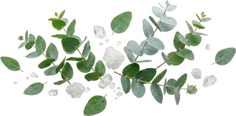 Obraz premium Eucalyptus and xylitol
