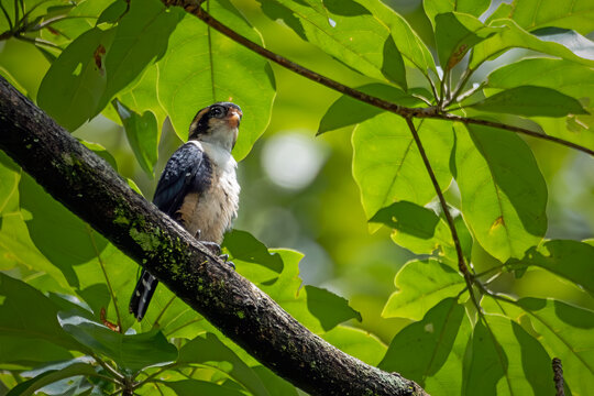 A beautiful Black-thighed Falconet (Microhierax fringillarius) perched quietly on a dead branch against a lush green bokeh background.