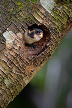A cute Black-thighed Falconet (Microhierax fringillarius) peeking out from its nest hole inside a textured tree trunk in its natural forest habitat.