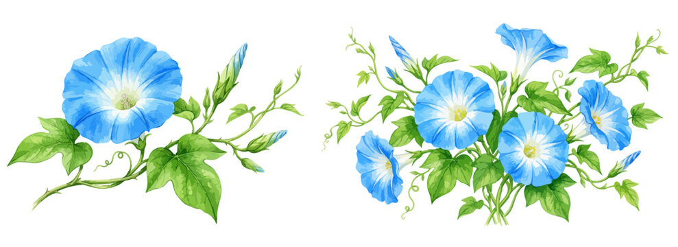 朝顔のイラストセット,水彩風のアサガオ,夏祭り・暑中見舞い,夏の植物、青い花と蕾、つると葉の和風フレーム素材集,手描きベクター,季節の植物