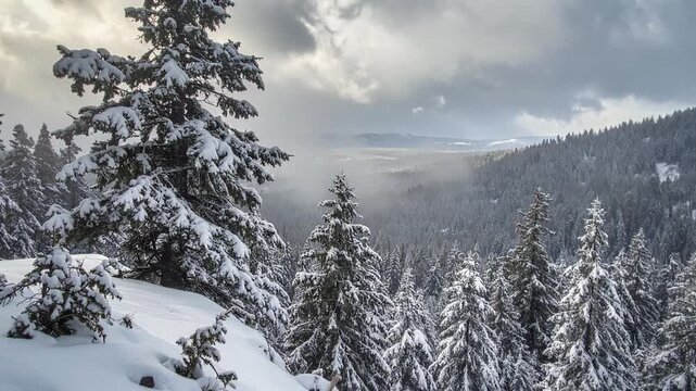 Gentle snowflakes floating through Oregon evergreen forest creating calm cinematic winter landscape