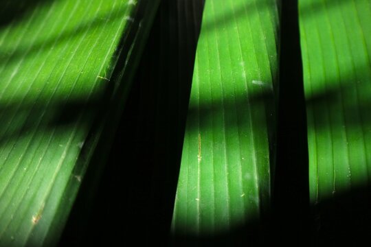 A close-up photo of a banana leaf showing parallel veins and textured lines. The leaf surface is bright green, with dark shadows creating sharp contrast.