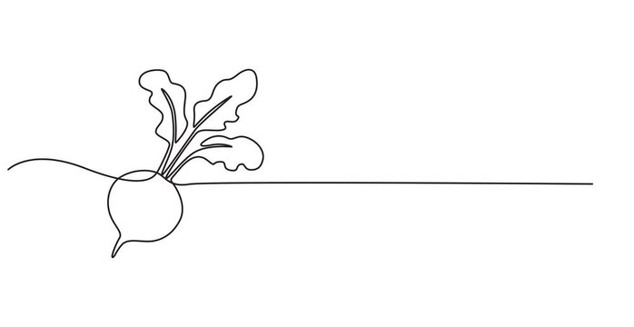 Beetroot continuous one line drawing animation video. Full length single line 4K video clip, Self drawing line animation whole healthy organic beetroot fresh garden beet plant vegetable continuous one