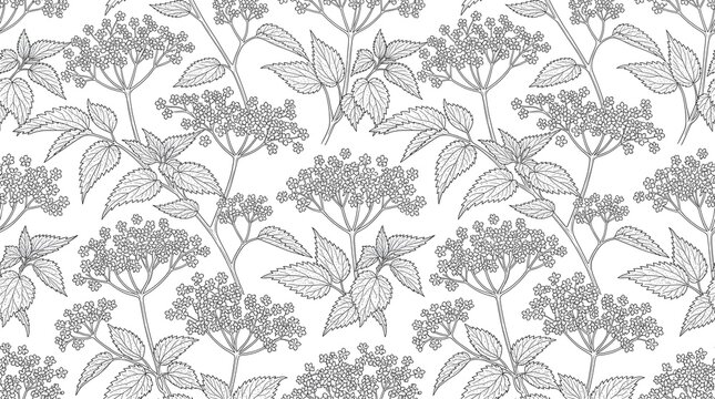 Seamless Monoline Elderflower Nettle Leaf Foraged Botanical Pattern Black Outline White Background