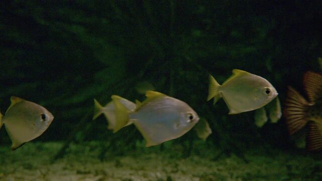 tropical fish in aquarium