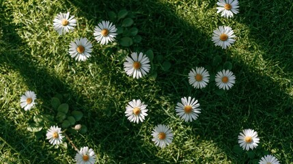 Fototapeta premium Minimal overhead nature view of fresh white daisies blooming on green grass