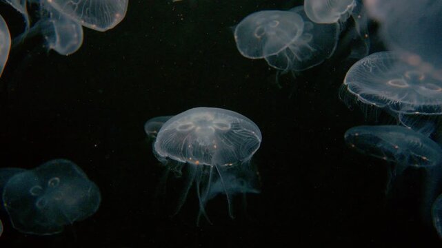 4K Video of moon jellyfish swimming gracefully against a black background.