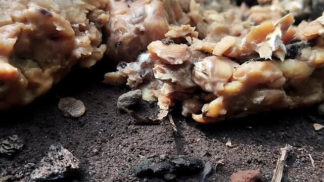 Close up view focusing on a static broken chunk of spoiled tempeh sitting on backyard dirt ground.
