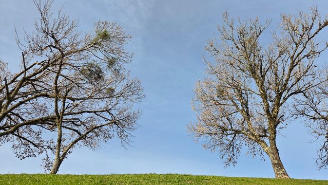 paisagem com arvores 