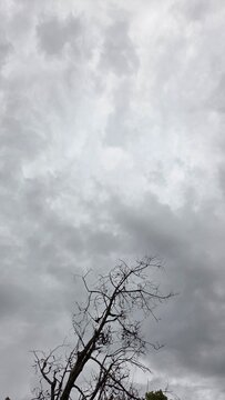 paisagem com arvores 