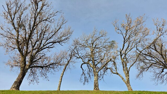 paisagem com arvores 