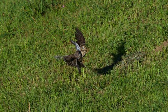 fight of thrushes