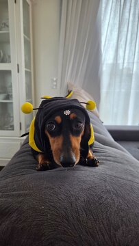 cachorro fofo da ra&ccedil;a duchshund em casa 